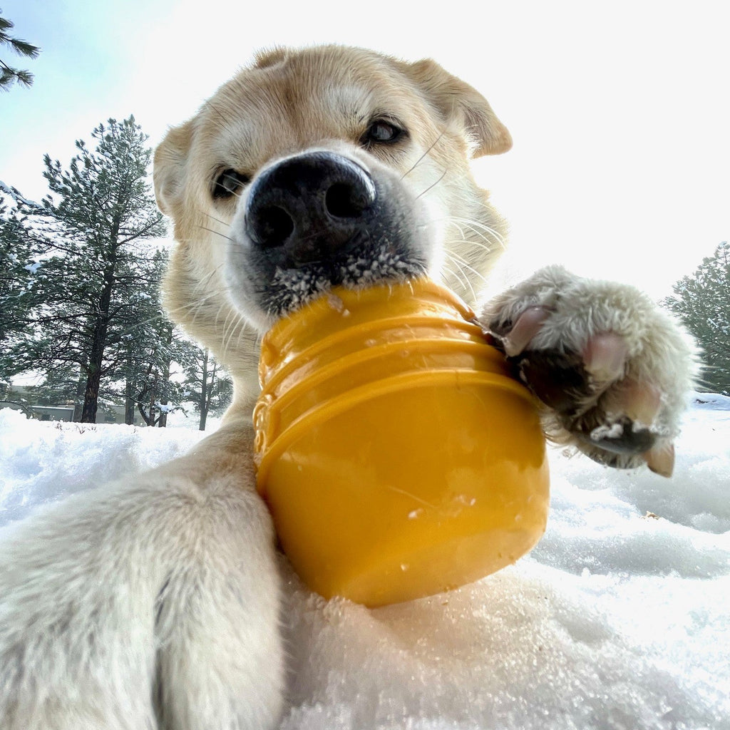 Honey Pot Dog eCup Treat Dispenser | Durable PUP-X Rubber Enrichment Toy | USA Made