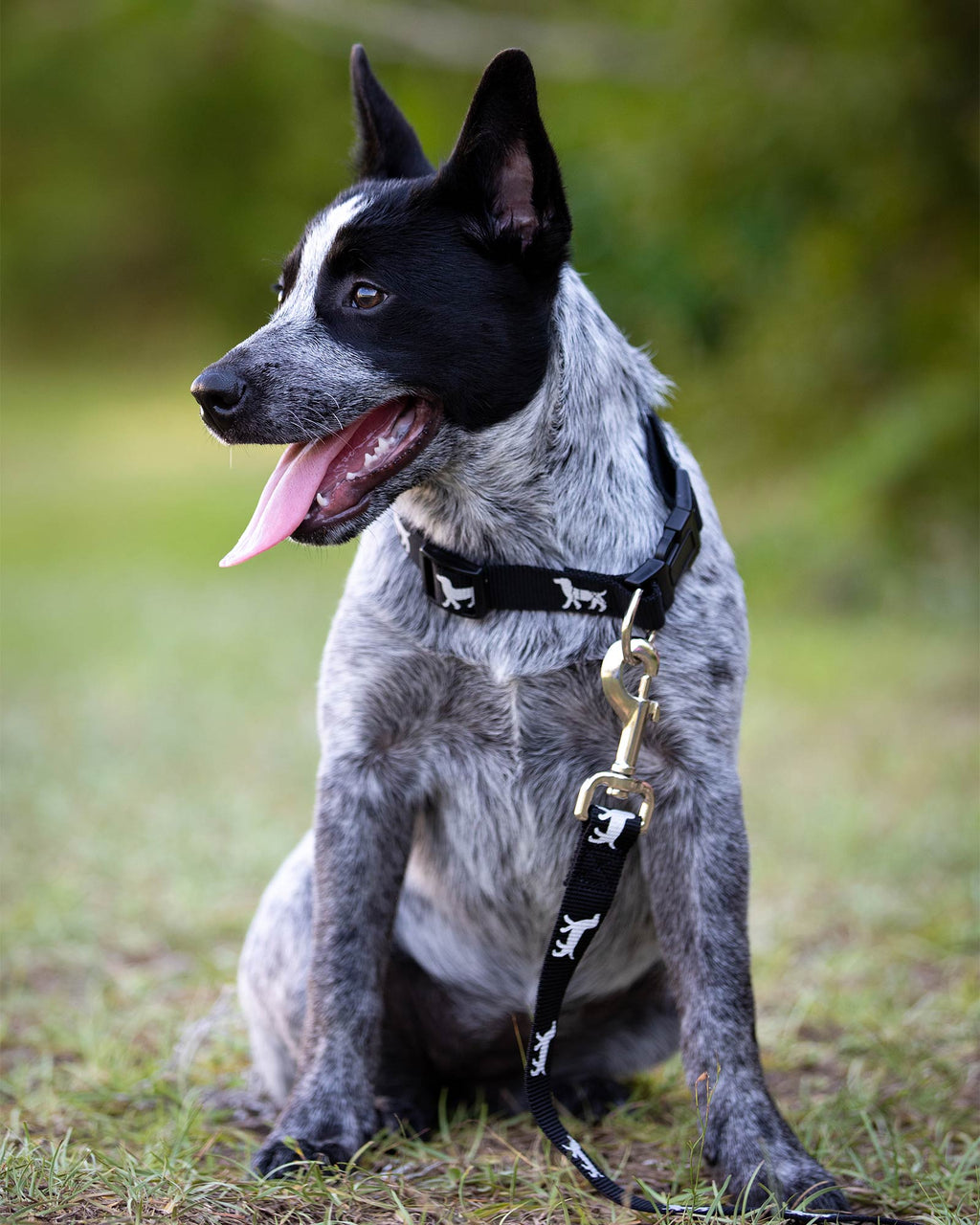Jeffers Reflective Hound Series Nylon Dog Leash, 4 ft Long